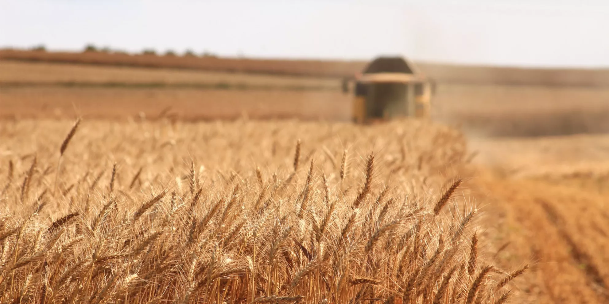 Tractor harvests wheat from field